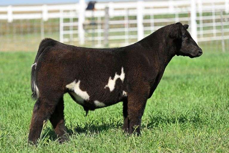 TAG 30 STEER