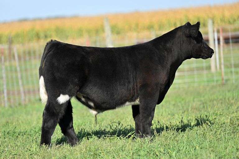 TAG 39 STEER
