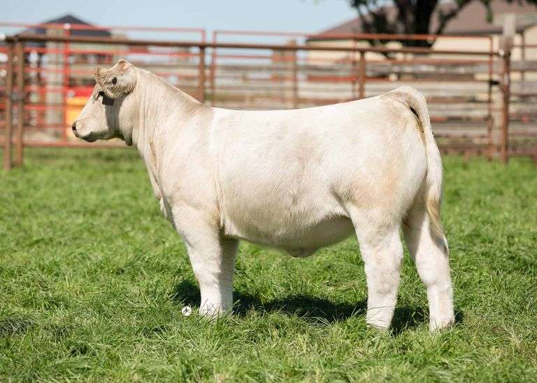 TAG 27 HEIFER
