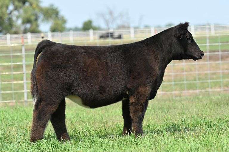 TAG 50 HEIFER