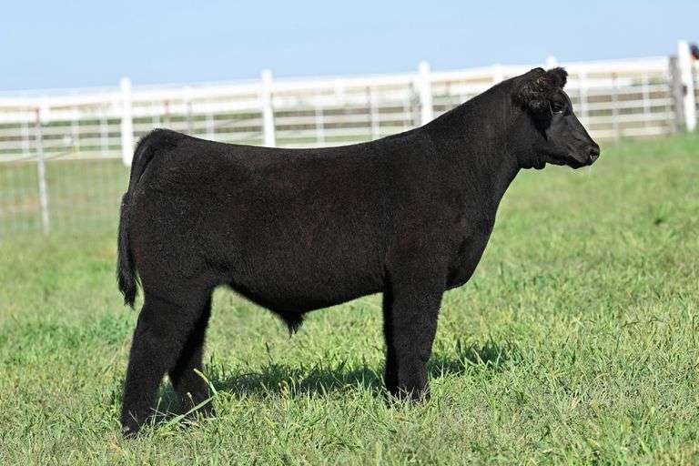 TAG 40 STEER