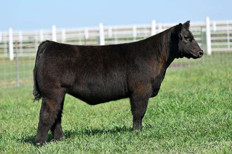 TAG 37 HEIFER