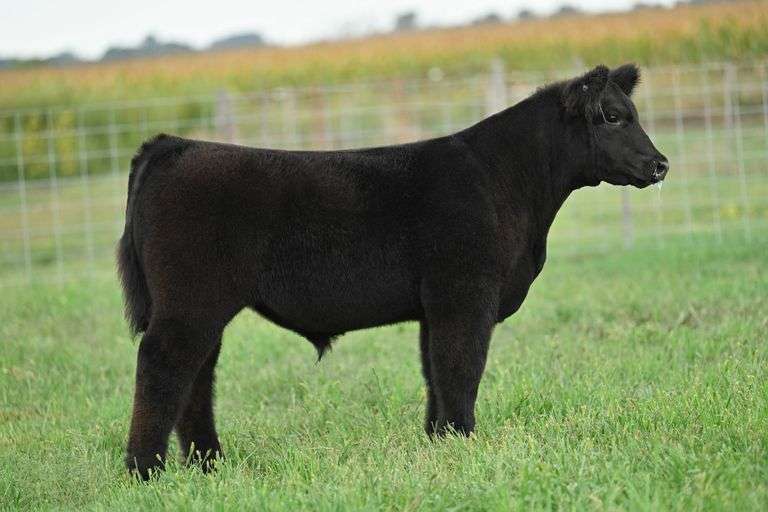 TAG 20 STEER