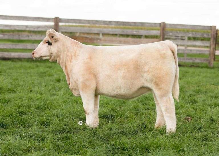 TAG 22 HEIFER