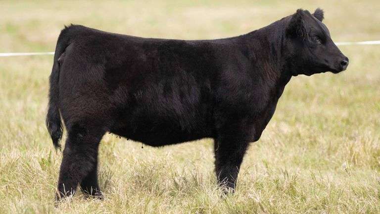TAG 467 HEIFER