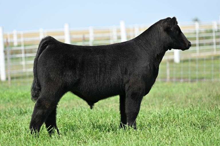 TAG 48 STEER