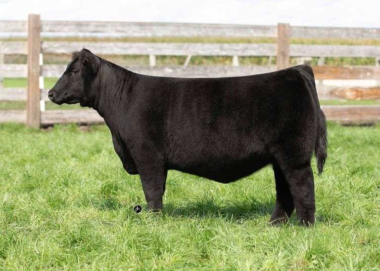 TAG 30 HEIFER