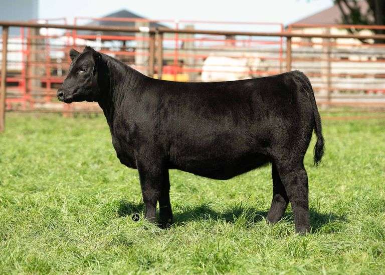 TAG 16 HEIFER