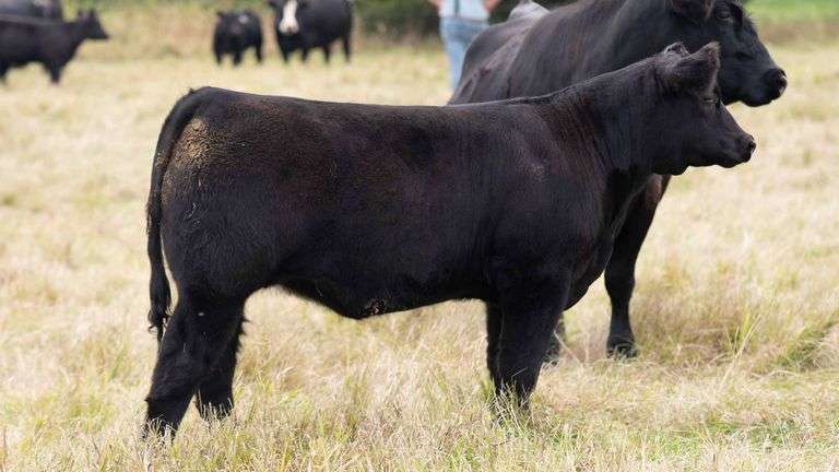 TAG 311 HEIFER