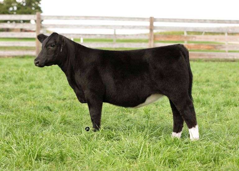 TAG 35 HEIFER