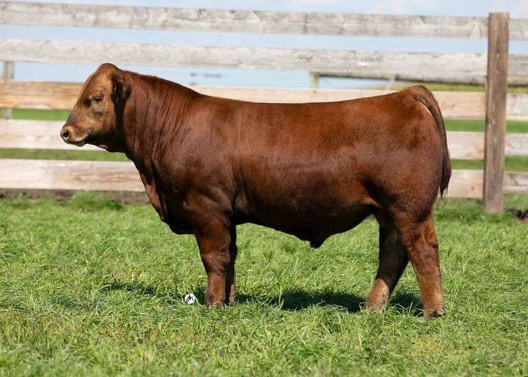 TAG 617 BULL