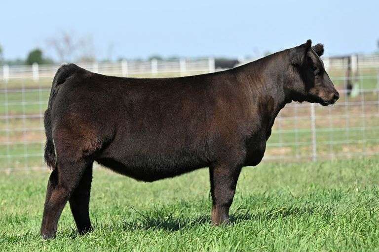 TAG 38 HEIFER