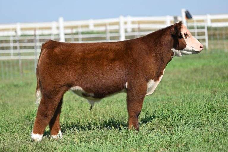 TAG 42 STEER