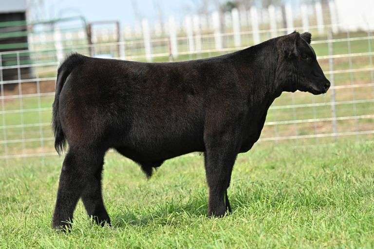 TAG 51 STEER