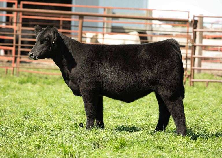 TAG 29 HEIFER