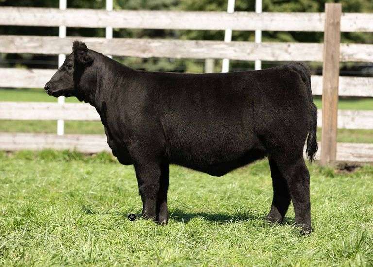 TAG 20 HEIFER
