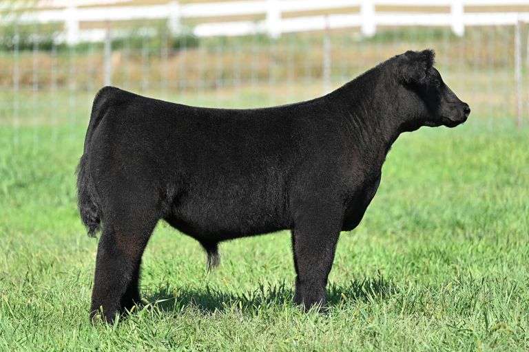 TAG 35 STEER