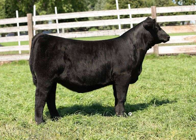 TAG 24 HEIFER