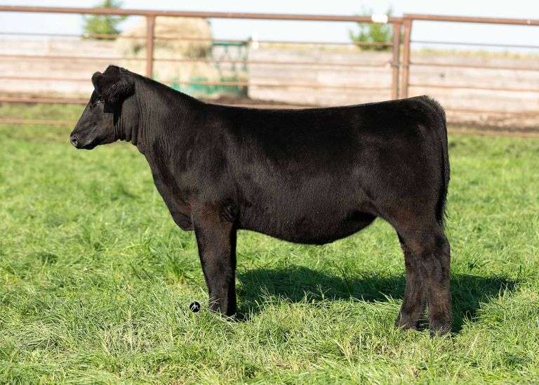 TAG 36 HEIFER