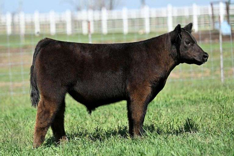 TAG 36 STEER