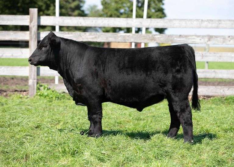 TAG 433 BULL