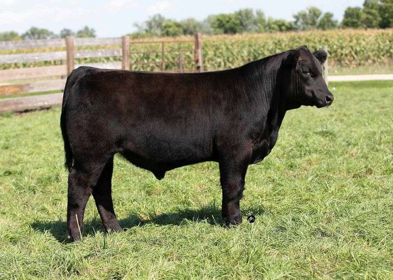 TAG 113 BULL