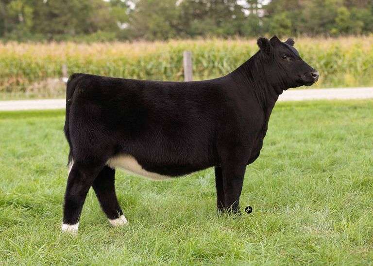 TAG 21 HEIFER