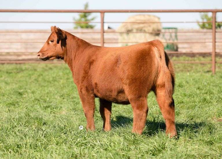 TAG 26 HEIFER