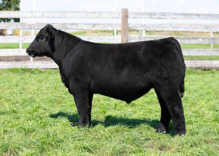 TAG 895 BULL