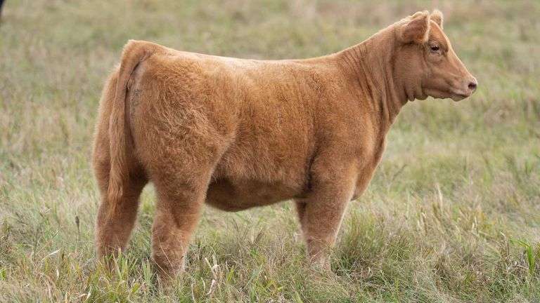 TAG 403 HEIFER