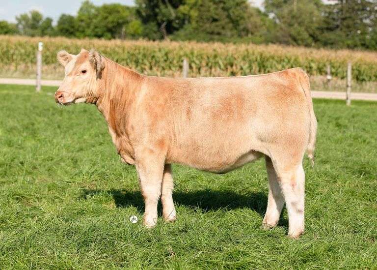 TAG 23 HEIFER