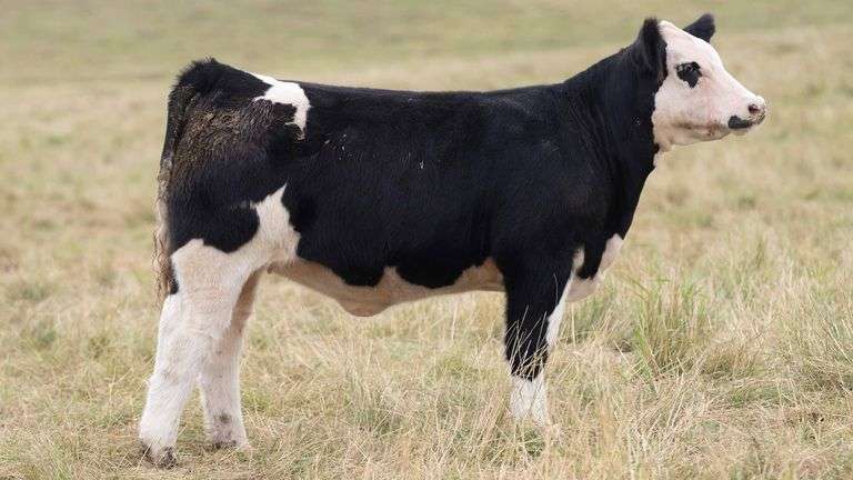TAG 745 HEIFER