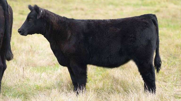 TAG 819 HEIFER