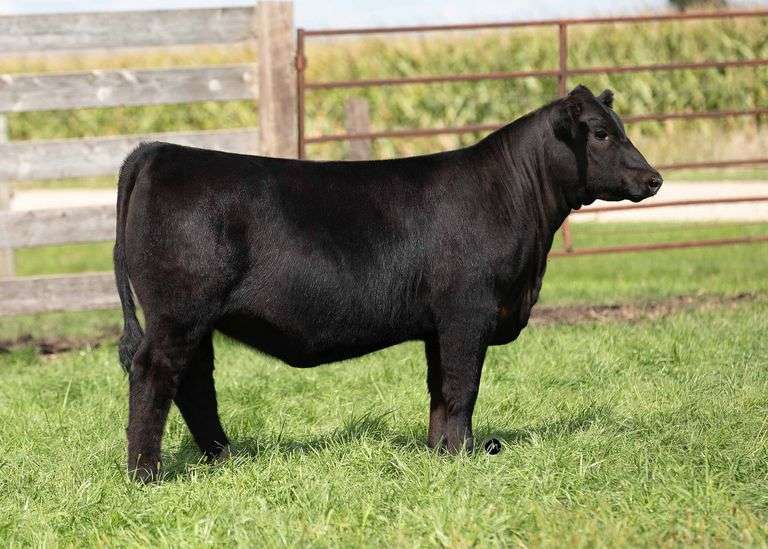 TAG 18 HEIFER