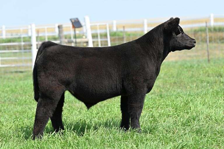 TAG 47 STEER