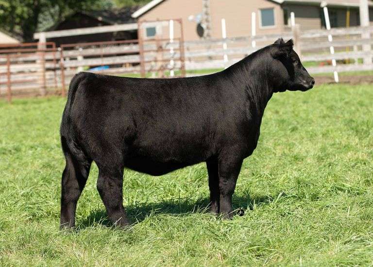 TAG 16 HEIFER