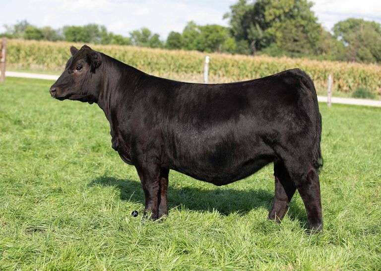 TAG 28 HEIFER