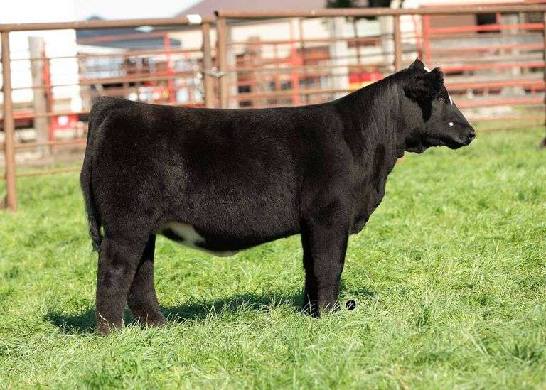 TAG 25 HEIFER