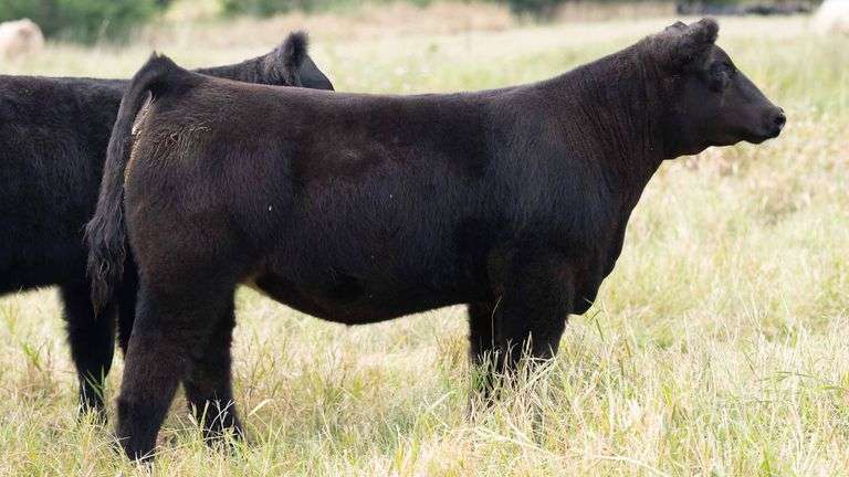 TAG 613 HEIFER