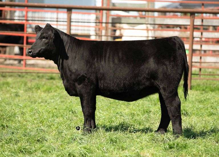 TAG 19 HEIFER