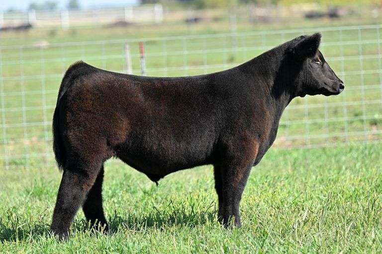 TAG 34 STEER