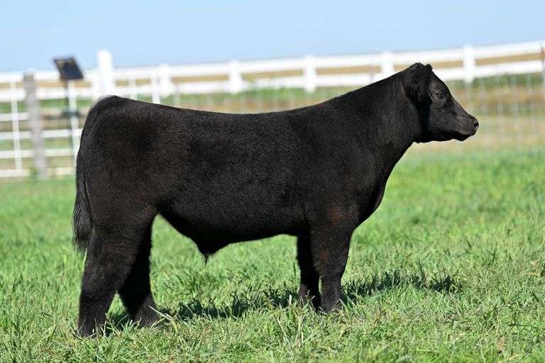 TAG 33 STEER