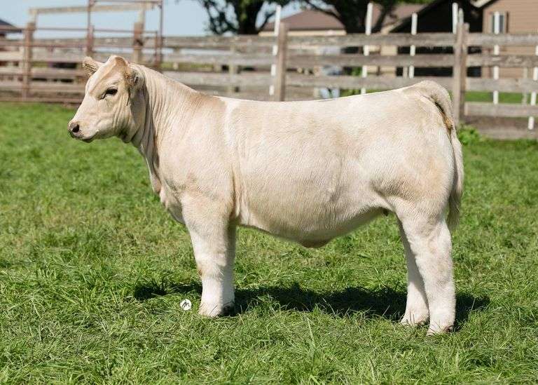 TAG 27 HEIFER