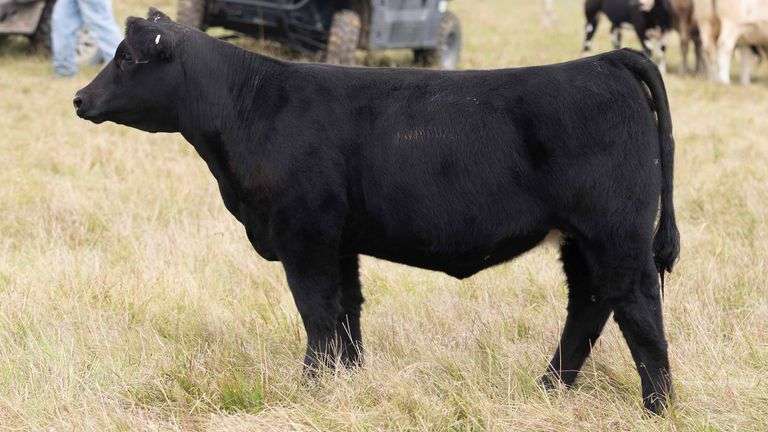 TAG 861 HEIFER