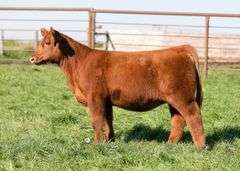 TAG 26 HEIFER
