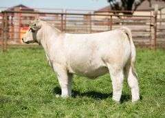 TAG 27 HEIFER