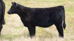TAG 819 HEIFER
