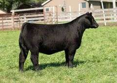 TAG 16 HEIFER
