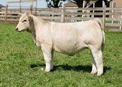 TAG 27 HEIFER