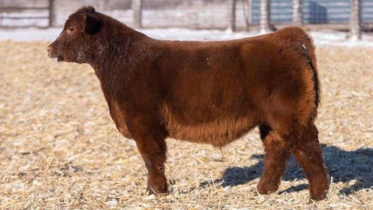 TAG 62 STEER